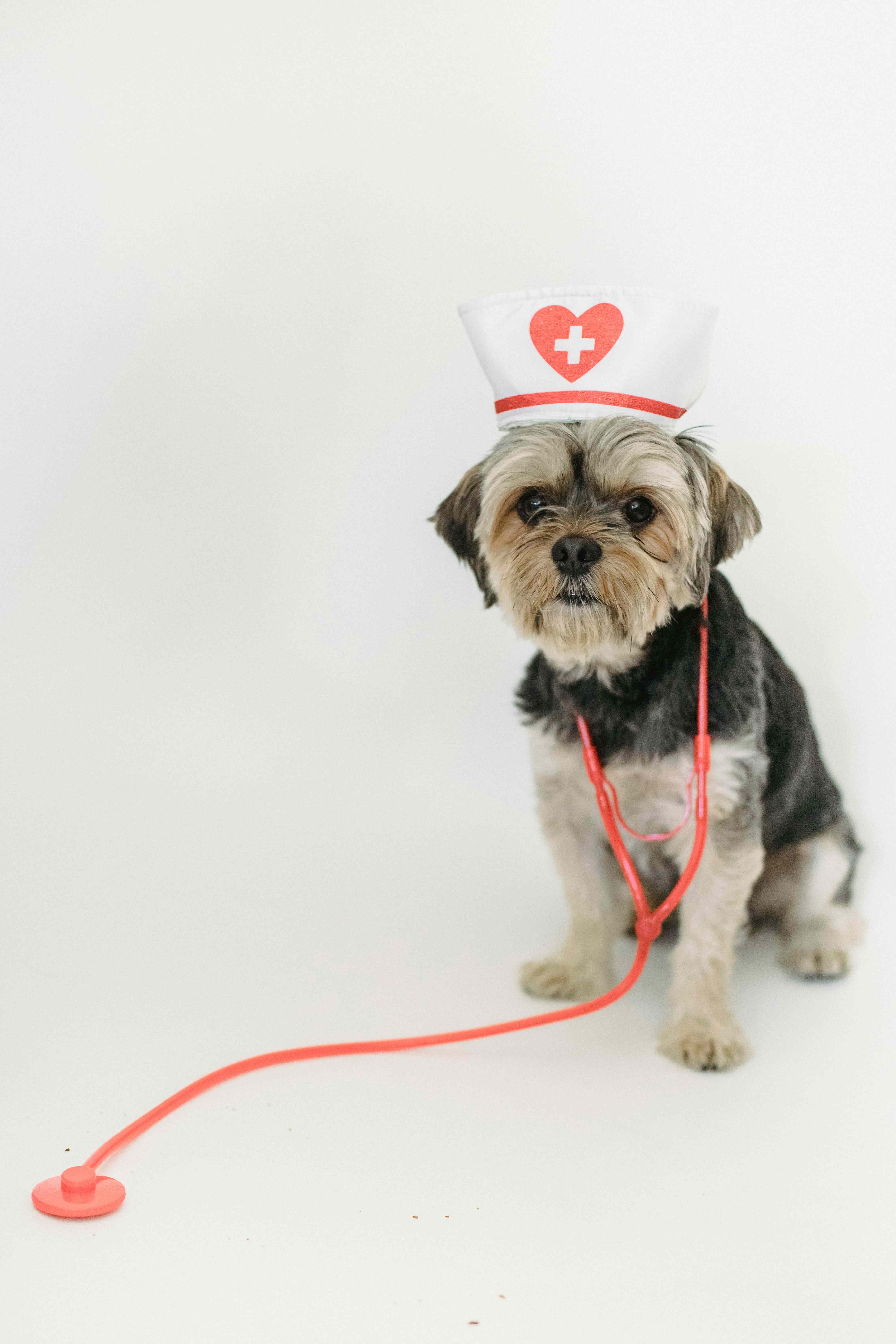 Professional dog with stethoscope representing expert veterinary care