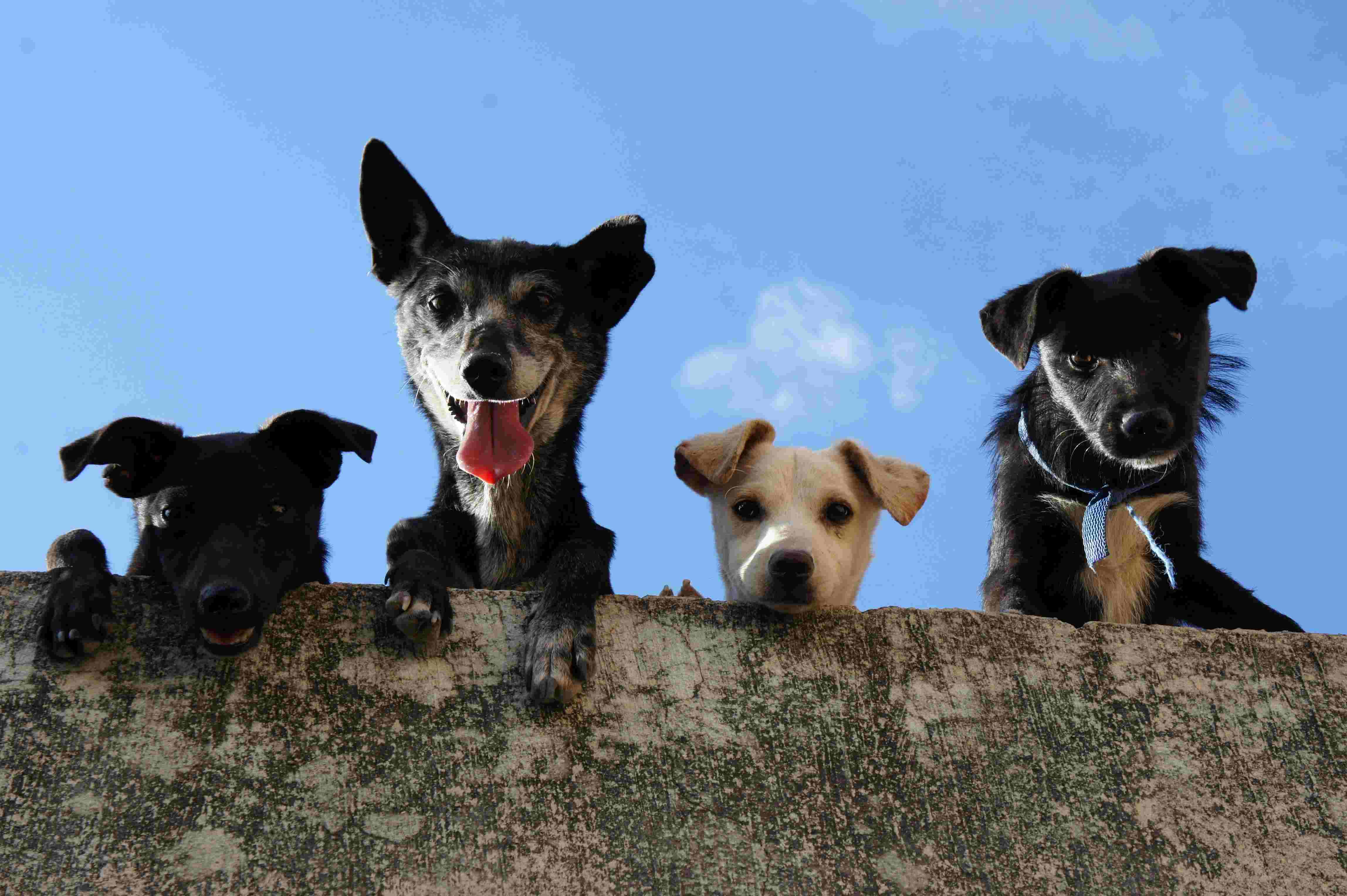 Happy dogs at Planet Pets veterinary clinic